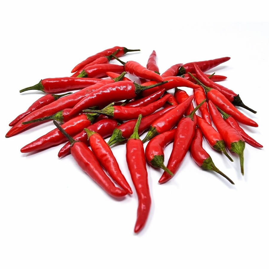 Thai Dragon Chili Plant Seedling styled presentation