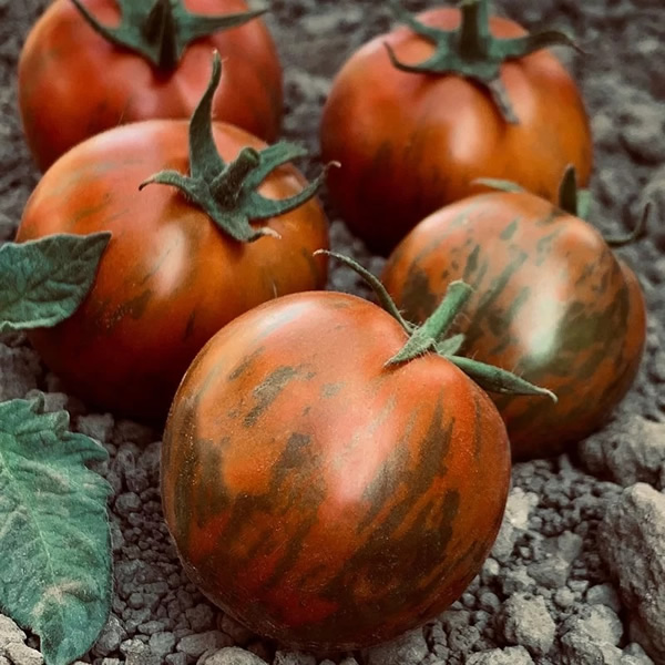 Black Zebra Tomato Seeds Main Image