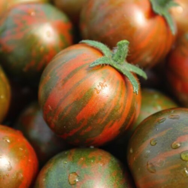 Black Zebra Tomato Seeds Styled Presentation