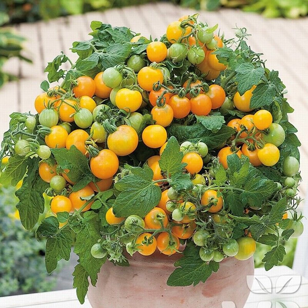 Golden Nugget Tomato Seeds Main Image