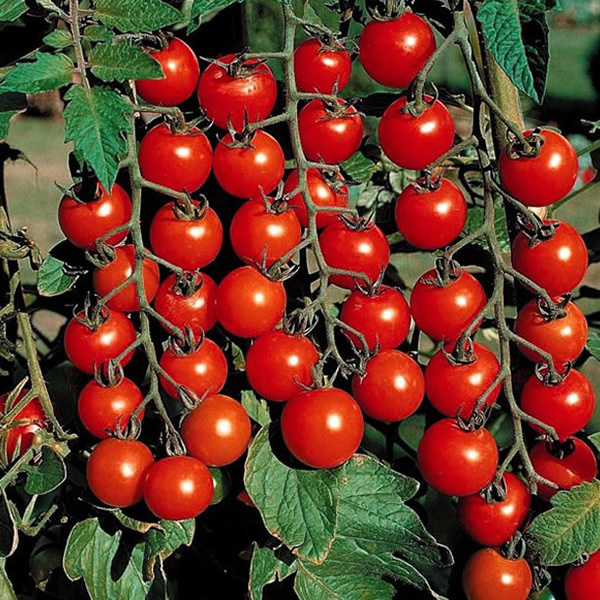 Juanita de Rama Tomato Seeds main image