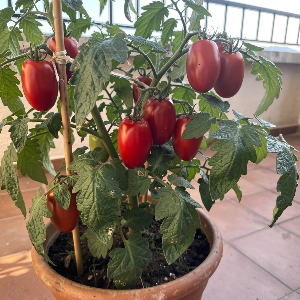 San Marzano Tomato Seeds main image
