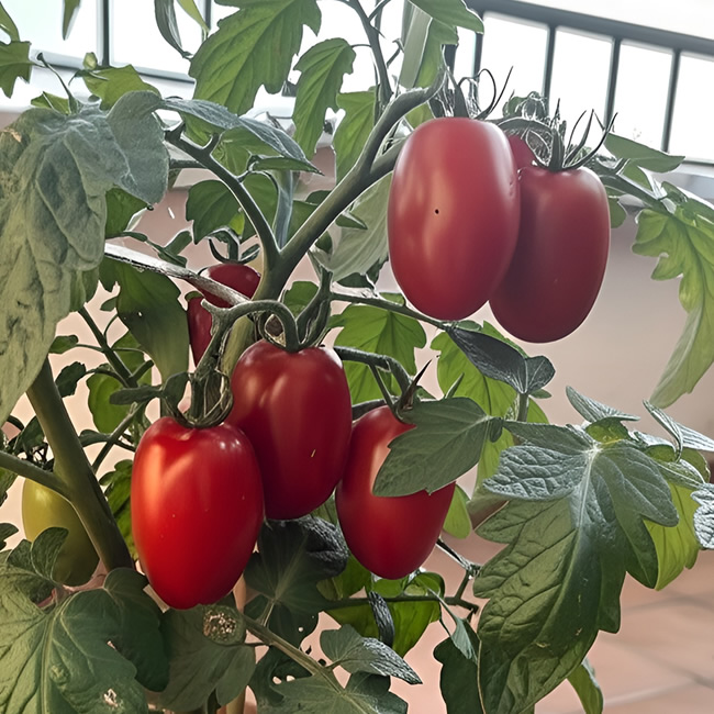 San Marzano Tomato Seeds growing on plant