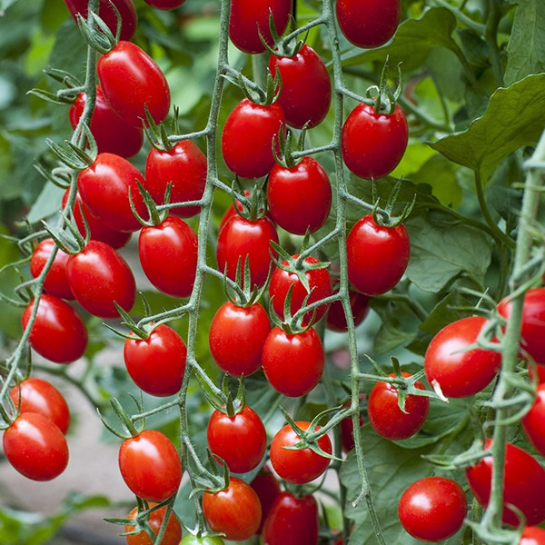 Solemio Tomato Seeds main image