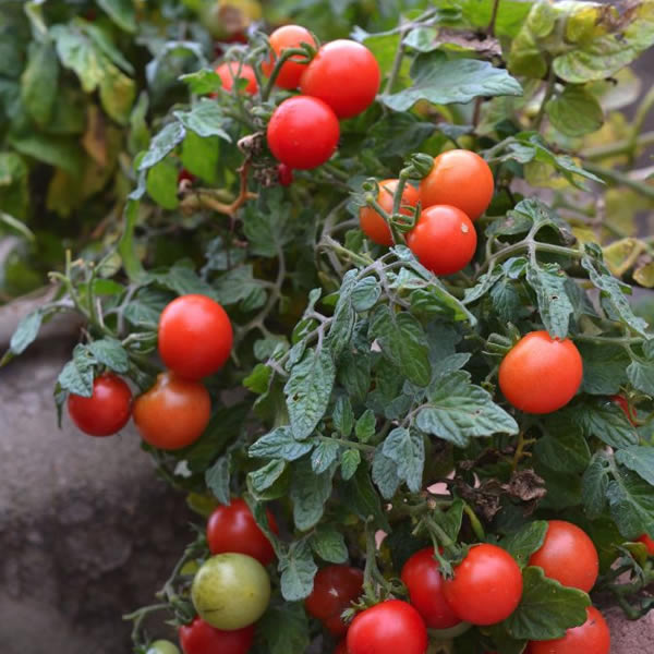 Mini Bell Tomato Seeds growing on plant