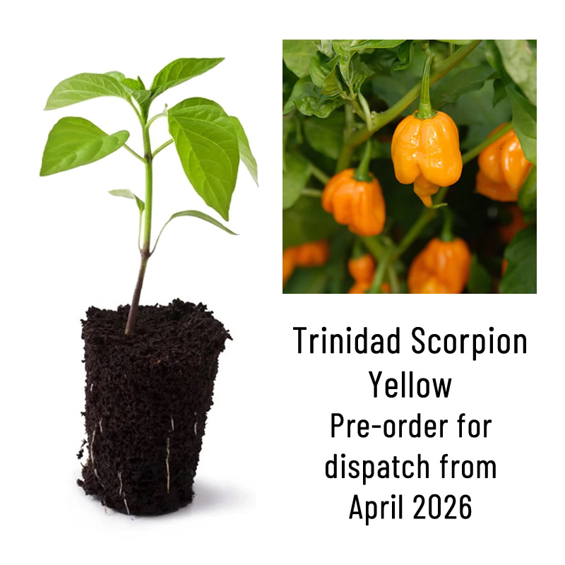 Trinidad Scorpion Yellow Chili Plant Seedling main image