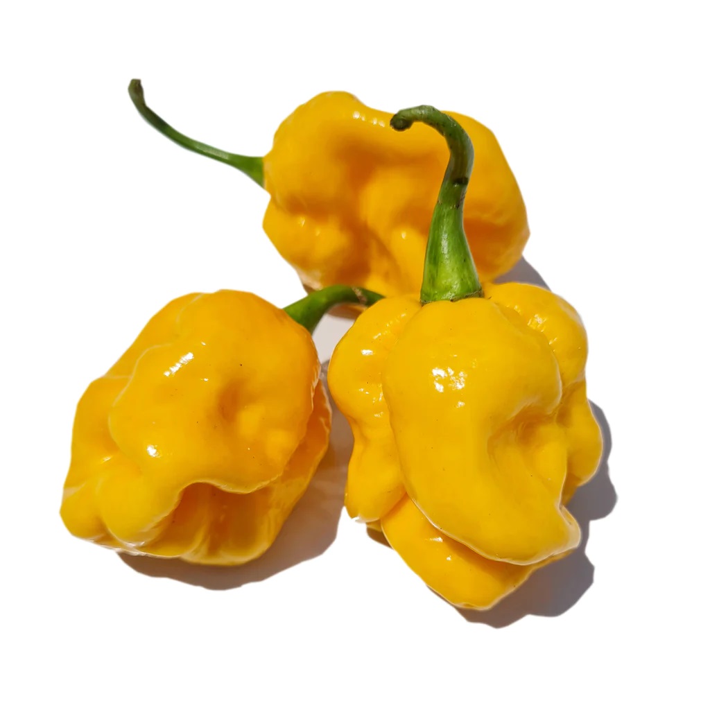 Trinidad Scorpion Yellow Chili Plant Seedling styled presentation