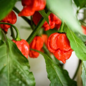 Trinidad Scorpion Red Chili Pepper