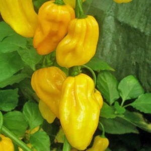 Habanero Yellow Chili Pepper