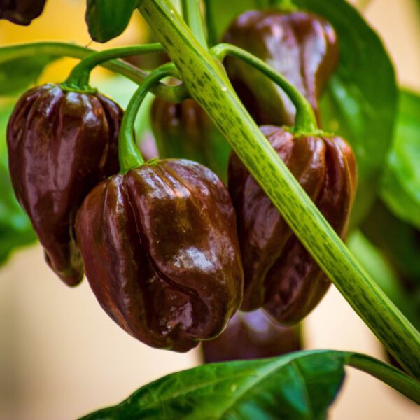 Habanero Chocolate Chili Pepper