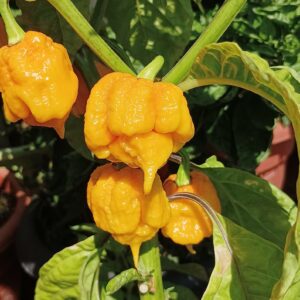 Carolina Reaper Yellow Chili Pepper