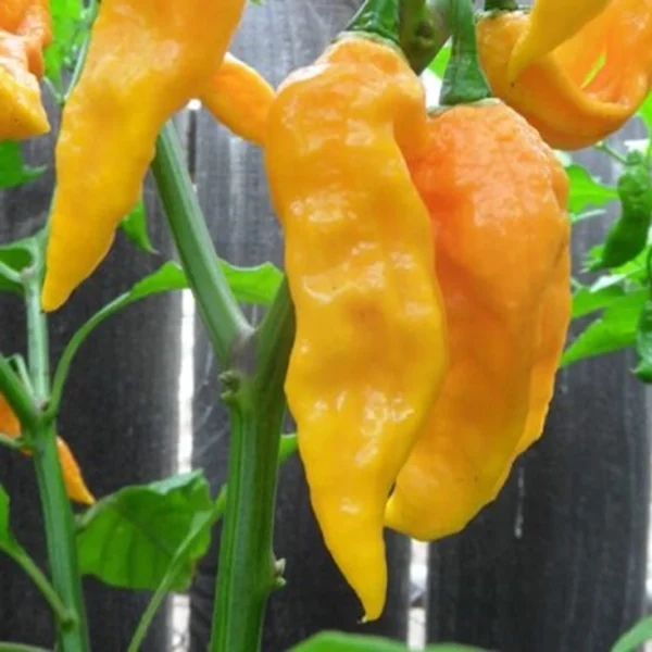 Bhut Jolokia Yellow Chili Pepper