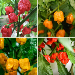 Super Hot Chili Seeds Multi Pack