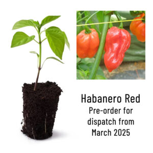 Habanero Red Chili Pepper Seedling