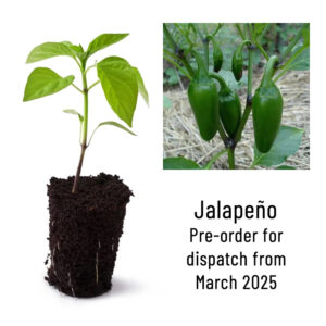 Jalapeno Chili Pepper Seedling