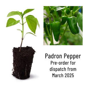 Padron Pepper Plant Seedling