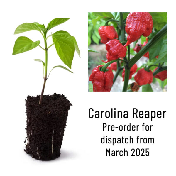 Carolina Reaper Red Chili Pepper Seedling