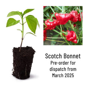 Scotch Bonnet Chili Pepper Seedling