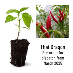 Thai Dragon Chili Pepper Seedling