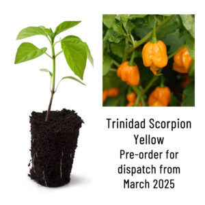 Trinidad Scorpion Yellow Chili Pepper Seedling